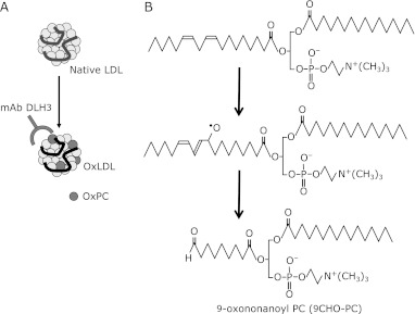 Fig. 1