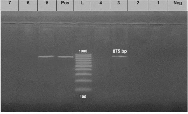 Figure 5