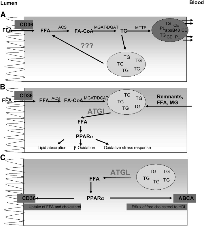 Fig. 8.