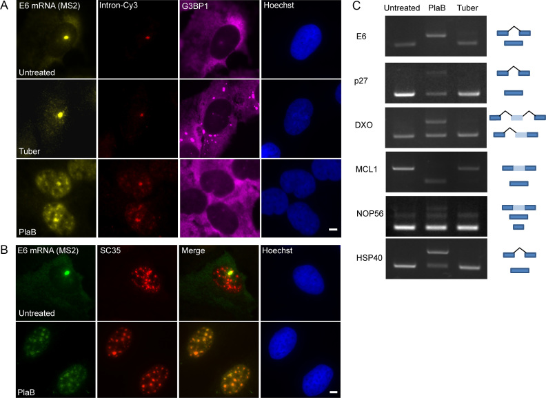 Figure 13.