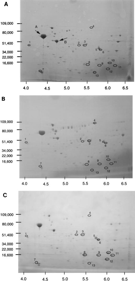 FIG. 5