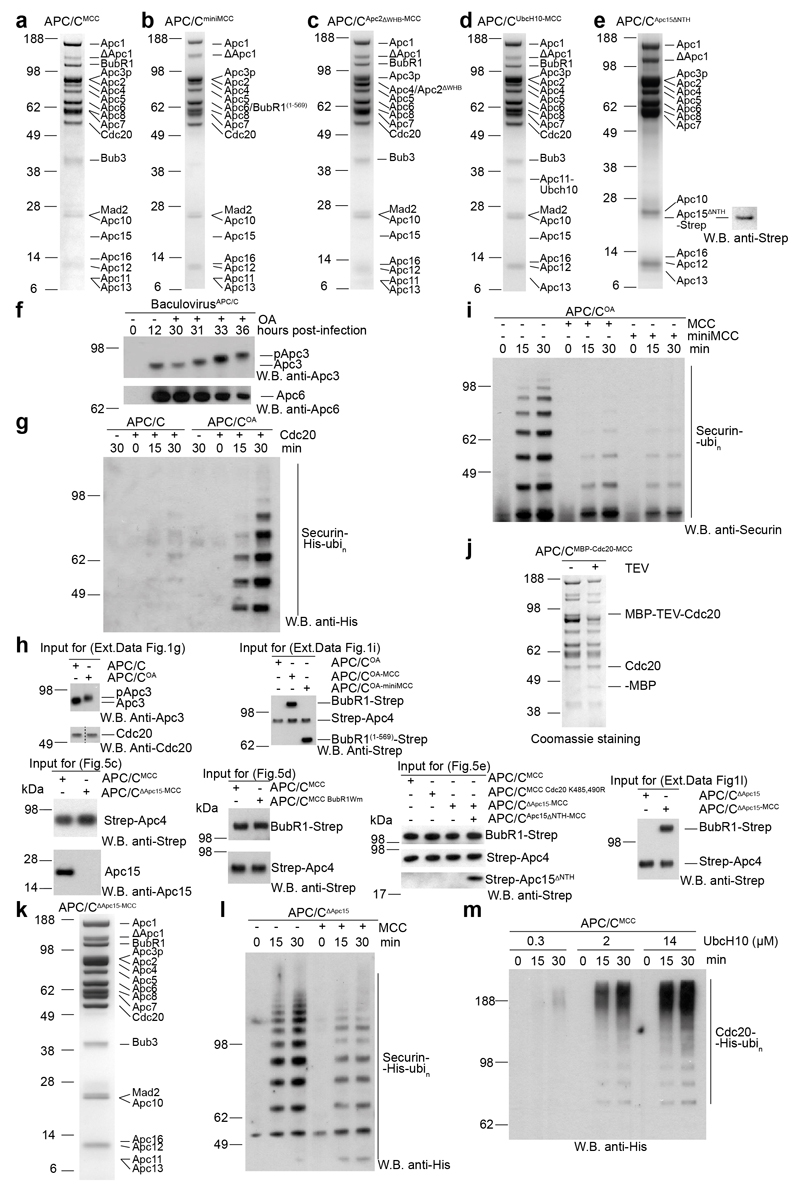 Extended Data Figure 1