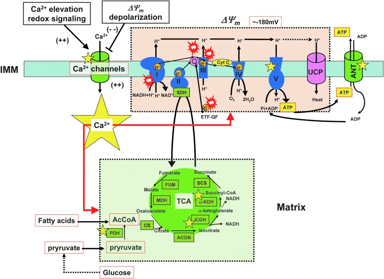 FIG. 2.