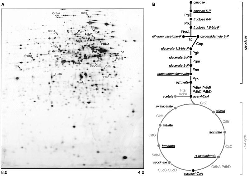 FIG. 1