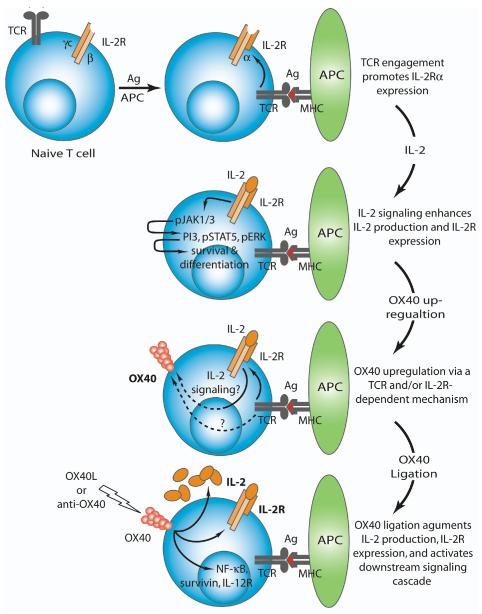 The role of OX40-mediated co-stimulation in T cell activation and ...