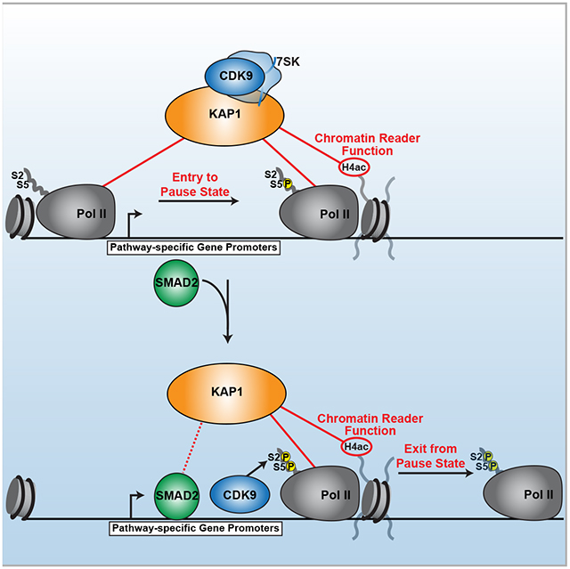 graphic file with name nihms-1589061-f0001.jpg