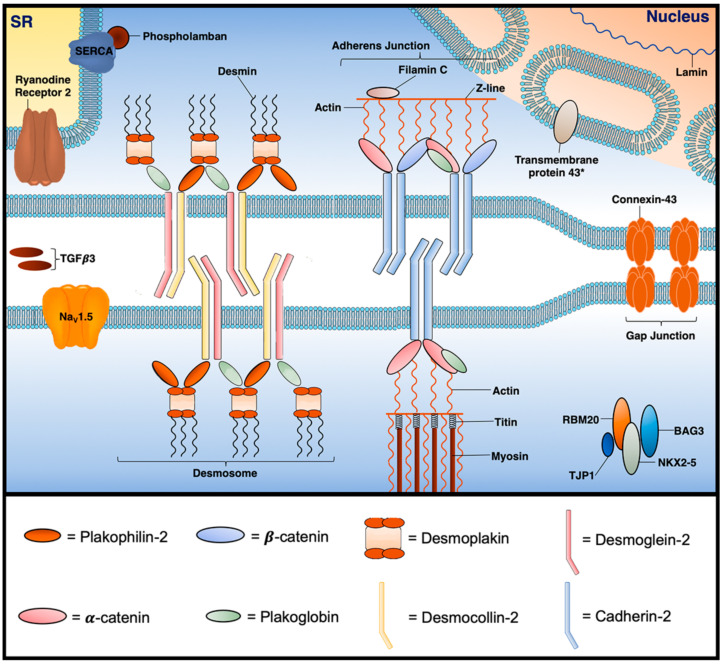 Figure 20