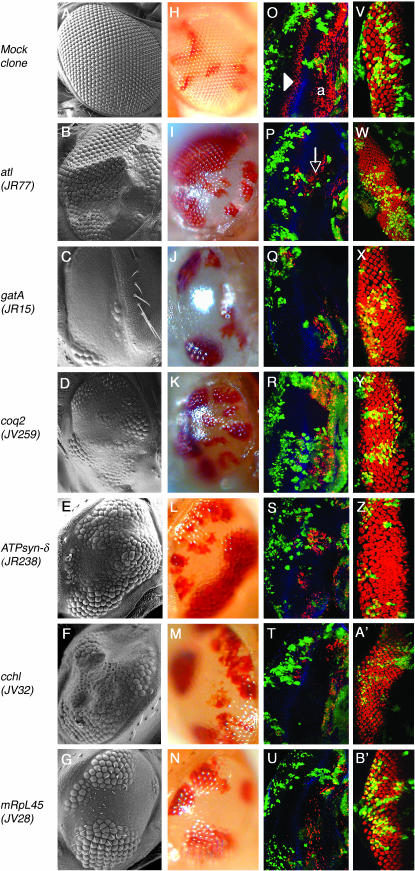 Figure 3.—