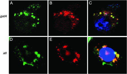 Figure 4.—