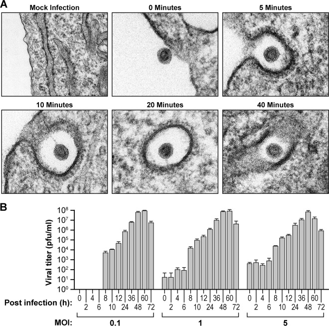 FIG 1