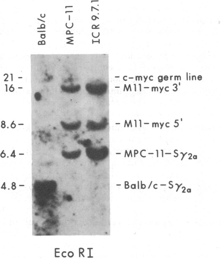 graphic file with name pnas00604-0189-a.jpg