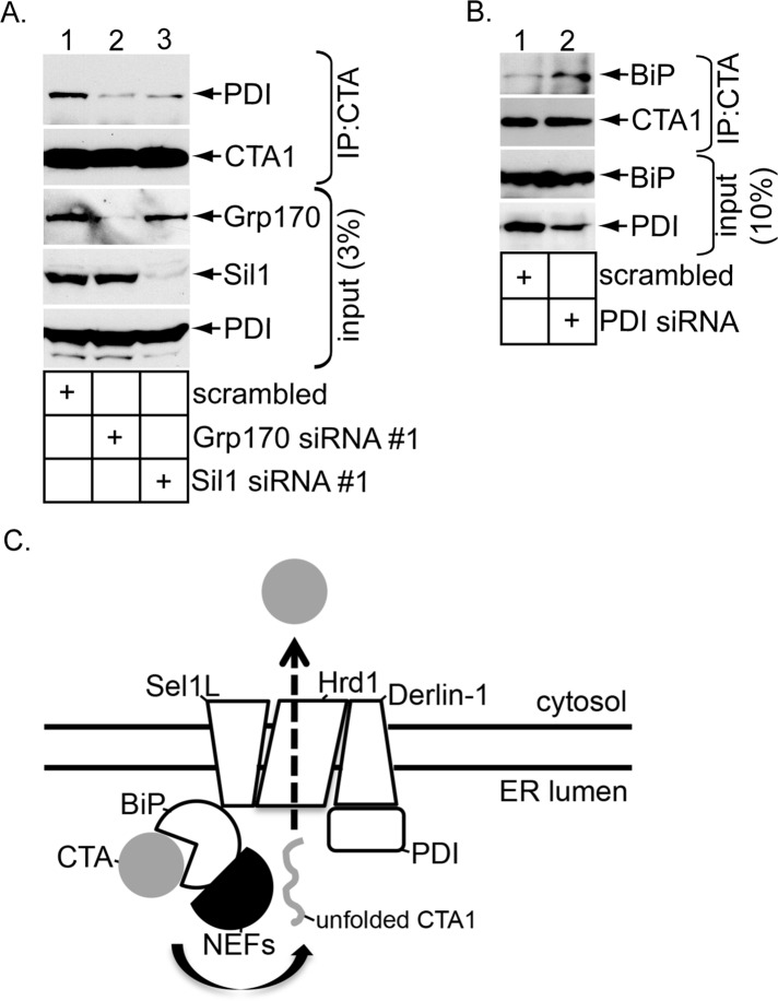 FIGURE 5: