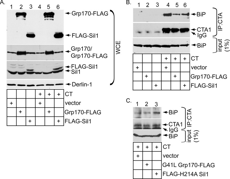 FIGURE 4: