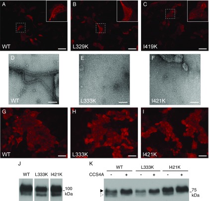 Fig. S9.