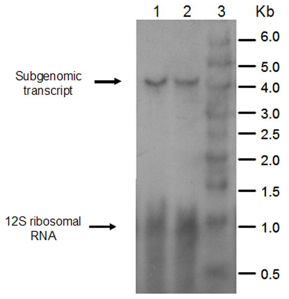 FIGURE 3
