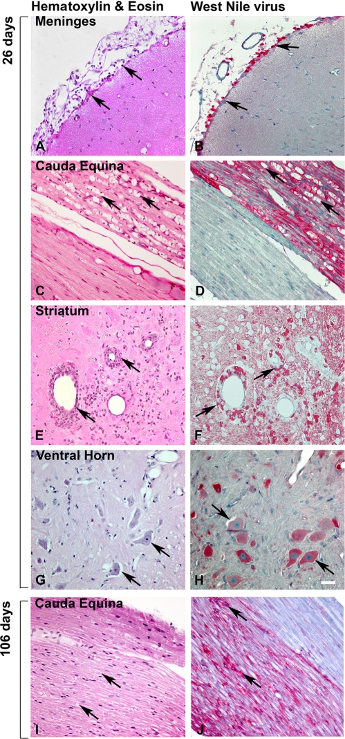 FIG. 7.