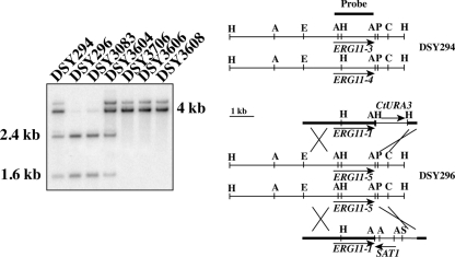 FIG. 1.