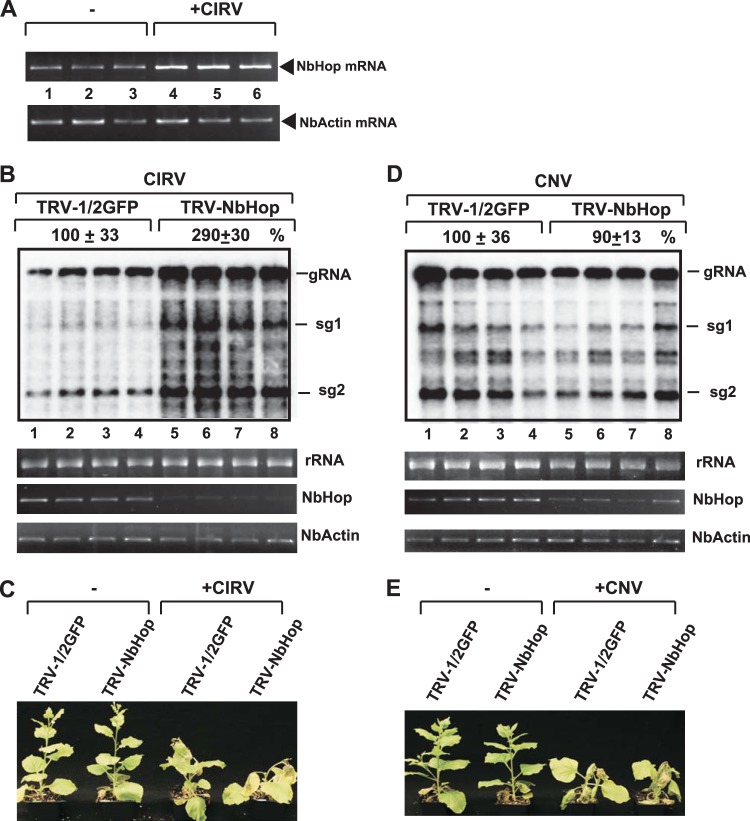 FIG 10