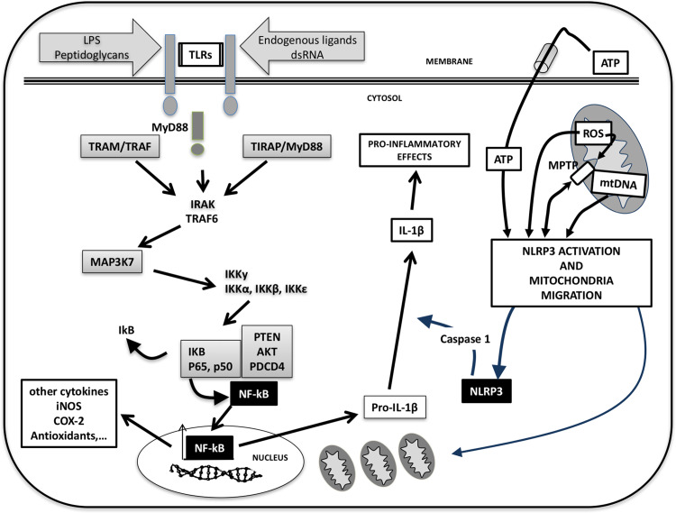 Fig. 1