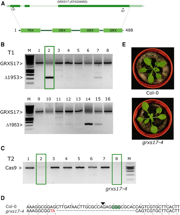 Figure 6