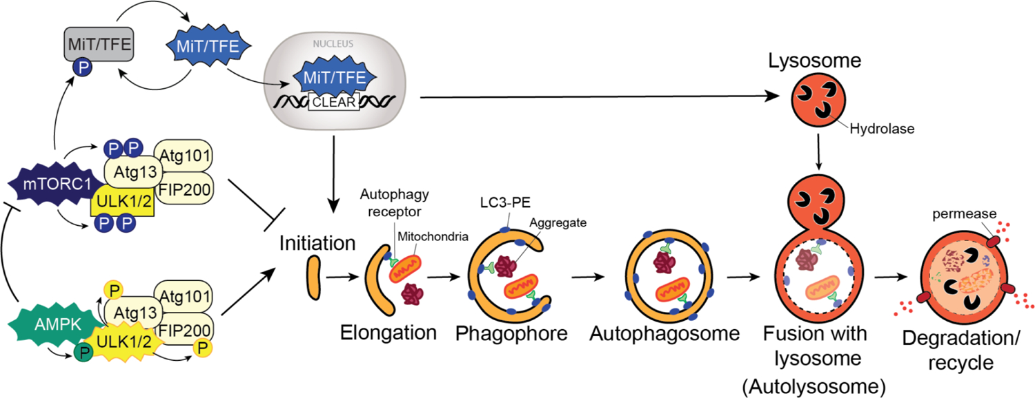 Figure 1: