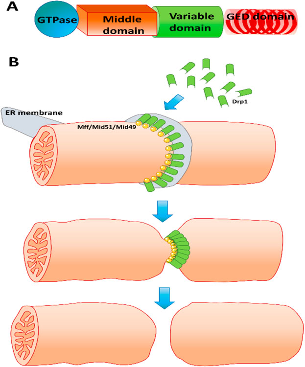 Figure 2.