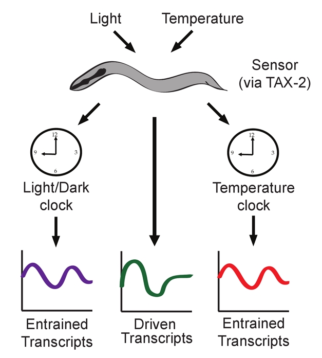 Light and temperature cycles both drive and entrain rhythmic gene expression in C. elegans.