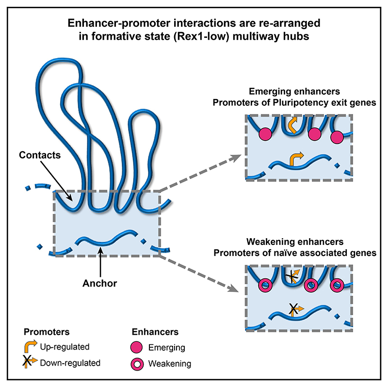 Graphical abstract