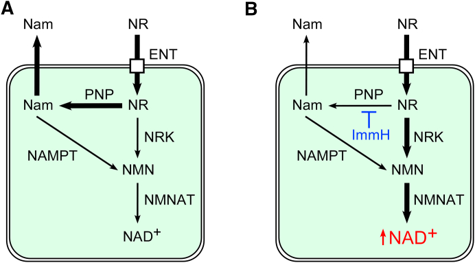 Figure 7