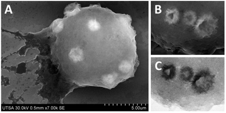 Fig. 5