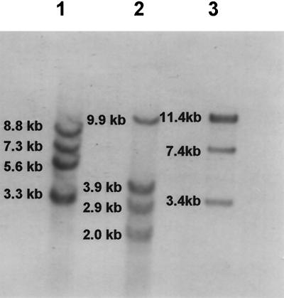 FIG. 1