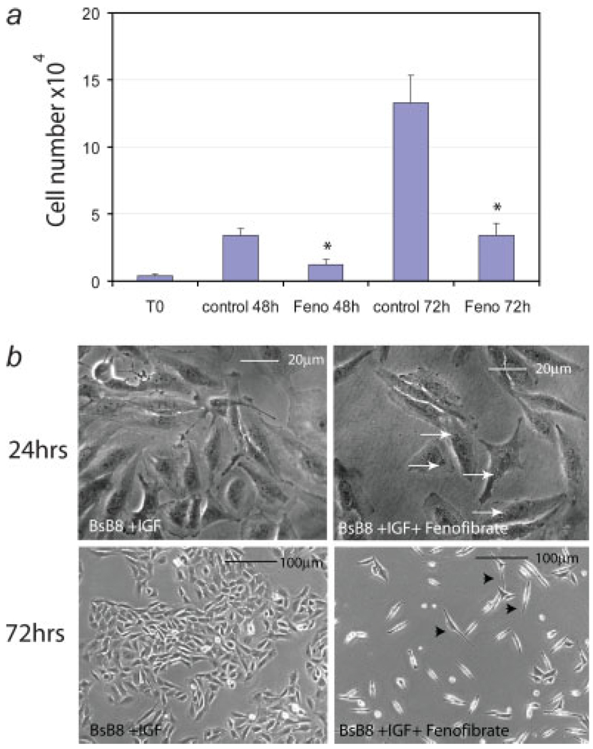 FIGURE 3