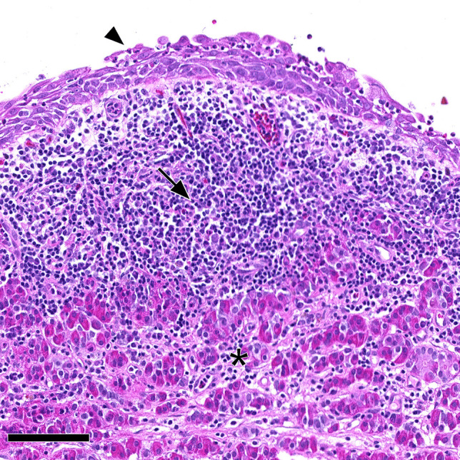 Fig. 8