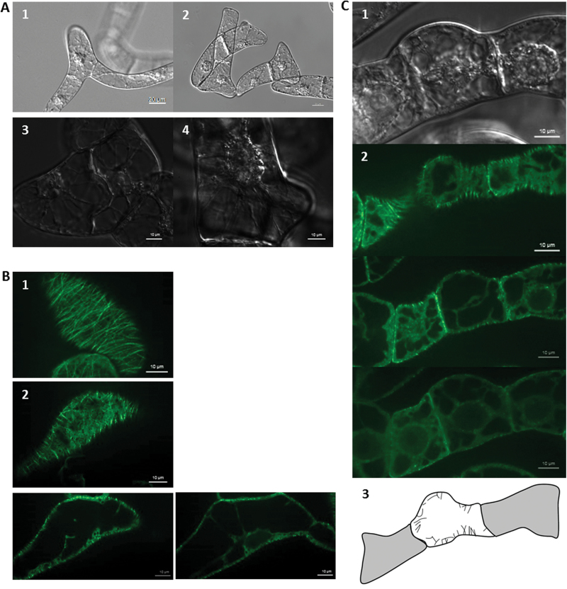 Fig. 2.