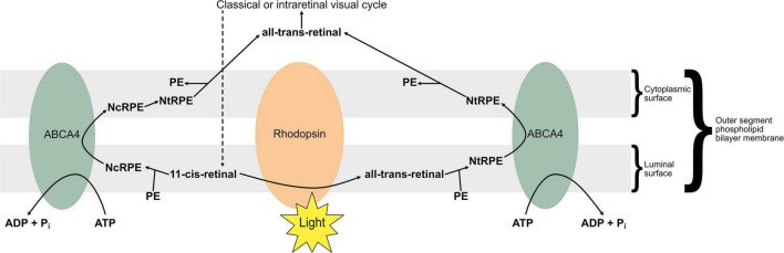 FIGURE 4