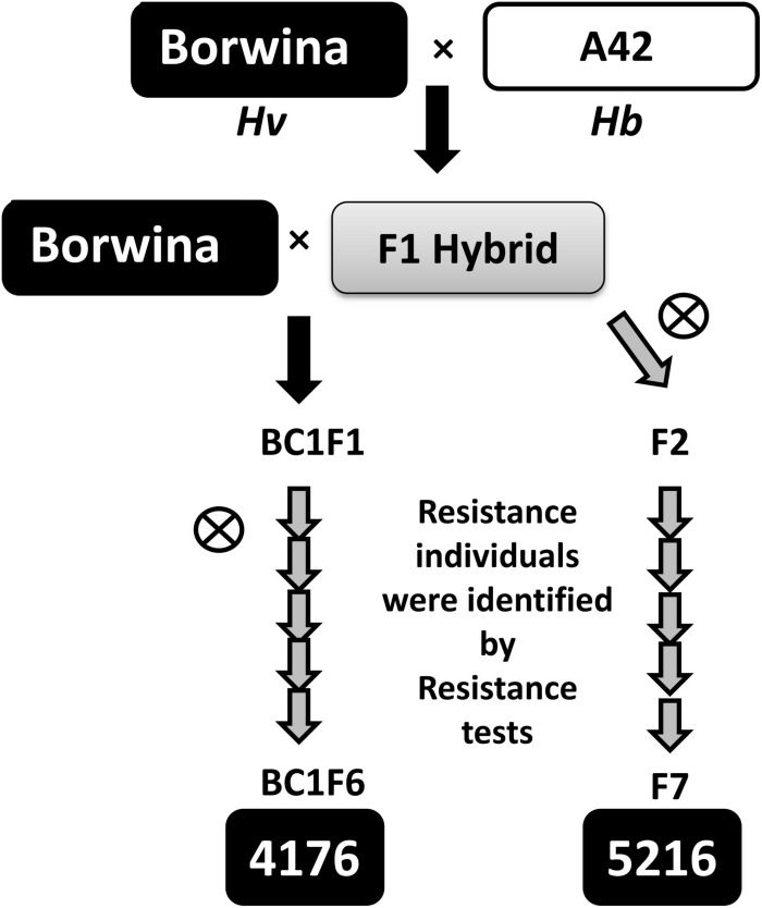 FIGURE 1