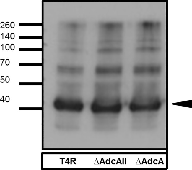 Fig 5