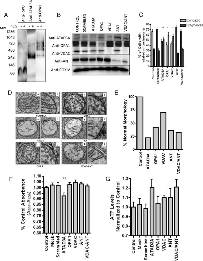 Fig. 5.