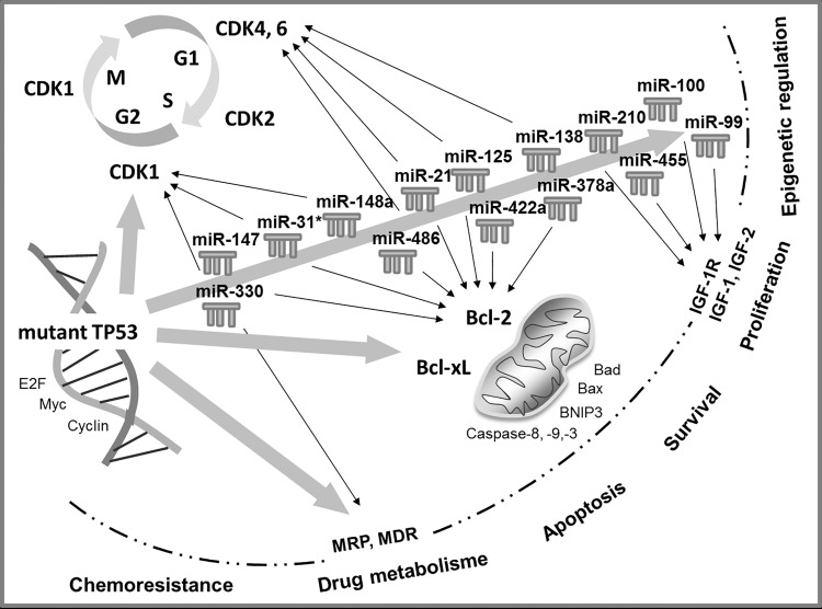 Fig 10