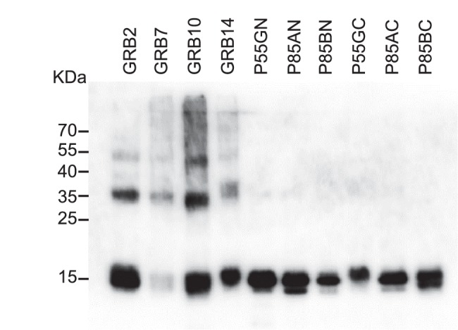 Figure 2—figure supplement 1.