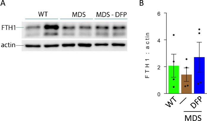 Figure 1—figure supplement 4.