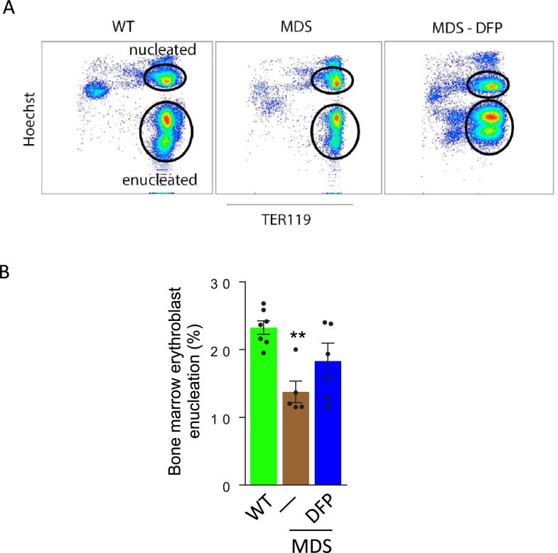 Figure 5—figure supplement 2.