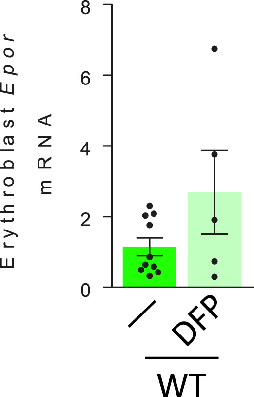 Figure 5—figure supplement 1.