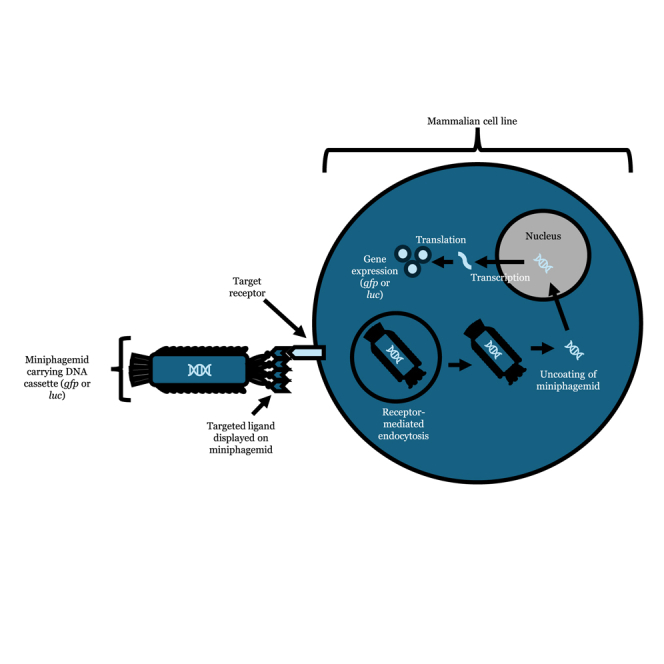 graphic file with name fx1.jpg