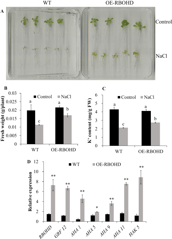 Fig. 9.