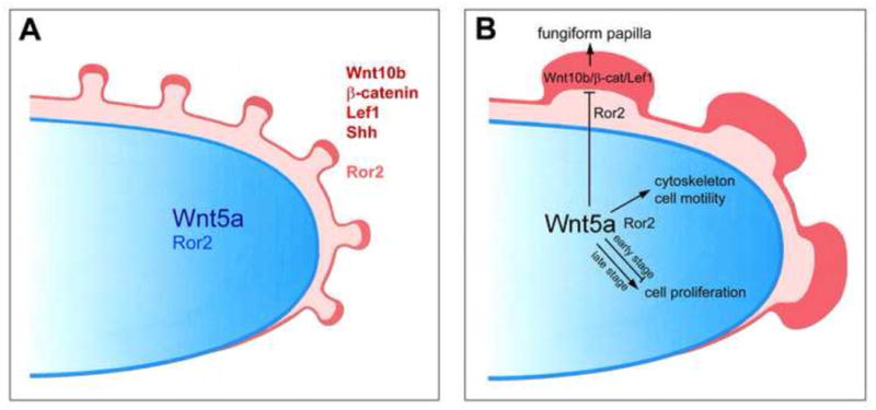 Fig. 12