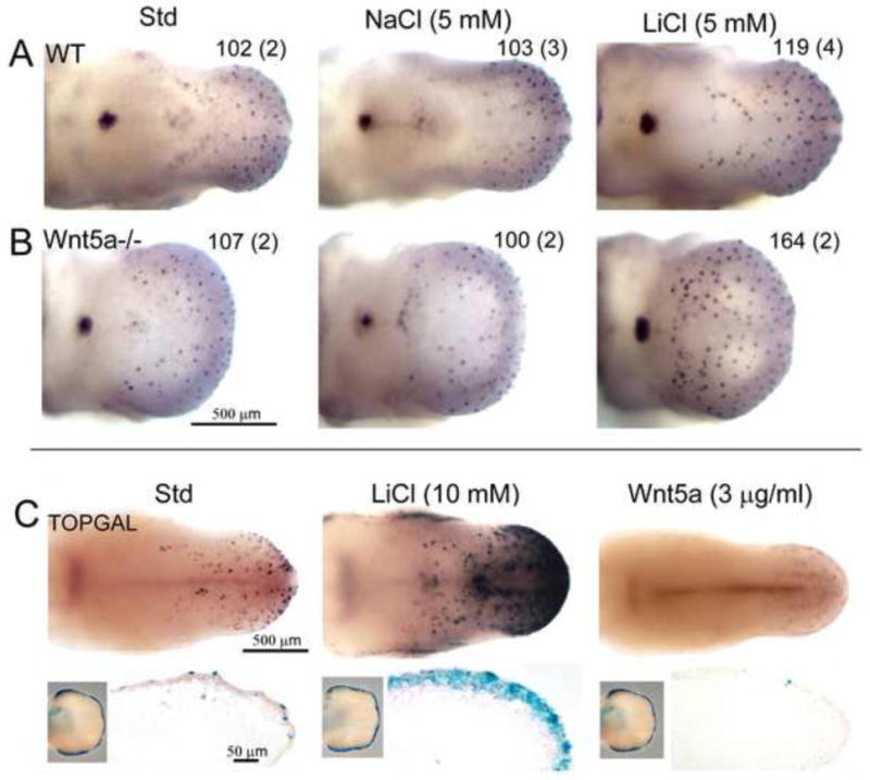 Fig. 11