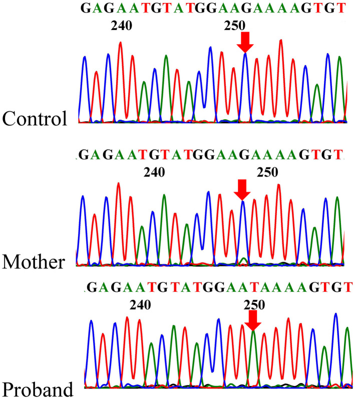 FIGURE 2