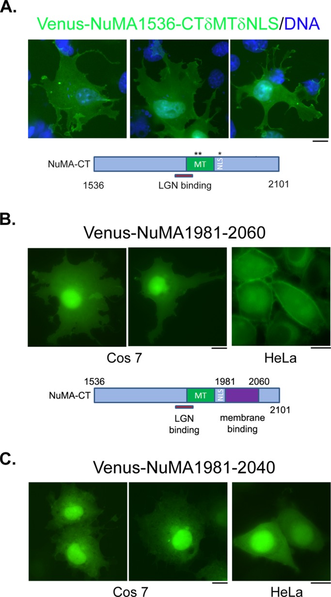 FIGURE 2: