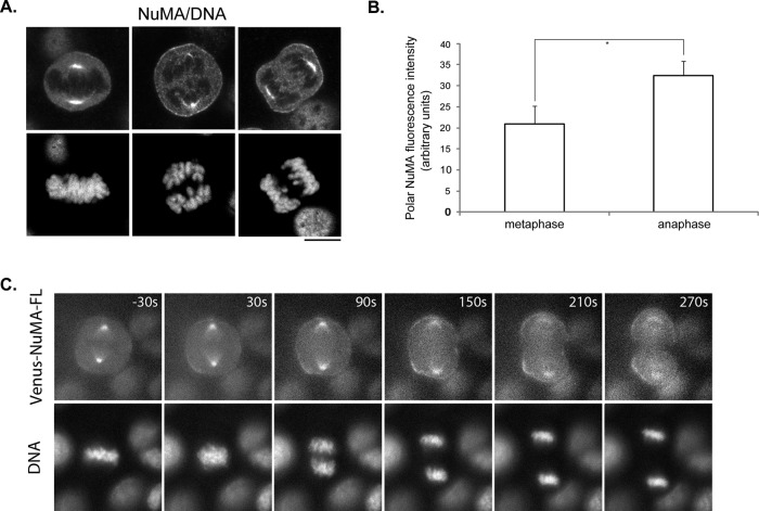 FIGURE 5: